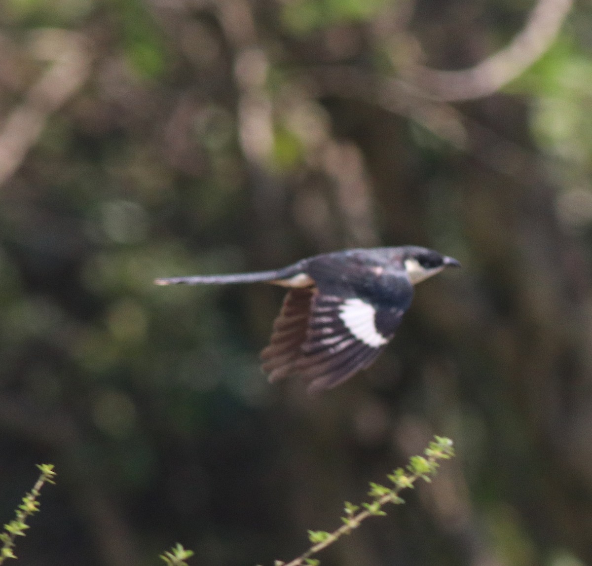 Pied Cuckoo - ML574298991