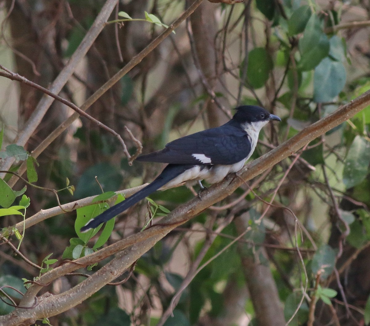 Pied Cuckoo - ML574299011