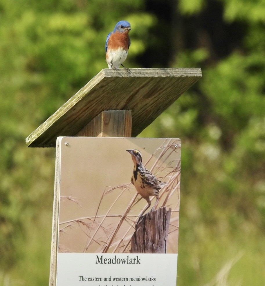 Eastern Bluebird - ML574299461