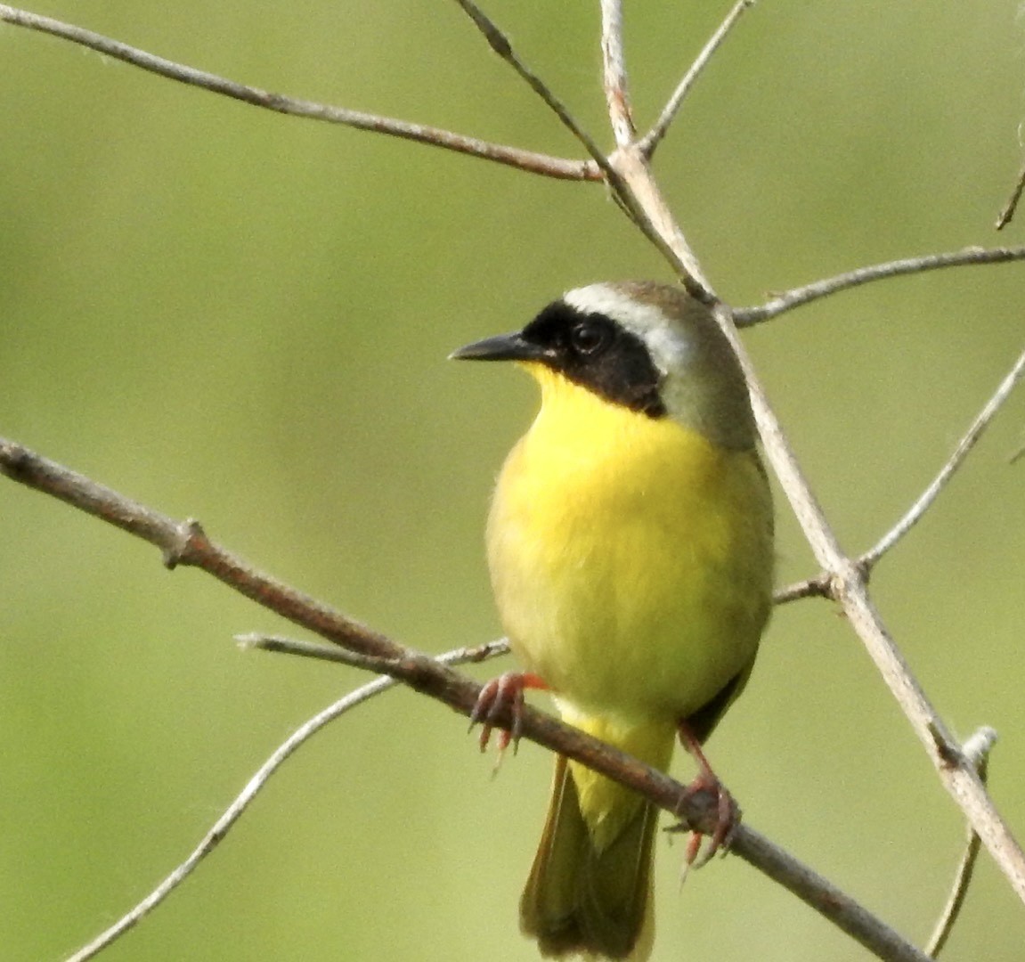 Common Yellowthroat - ML574299581