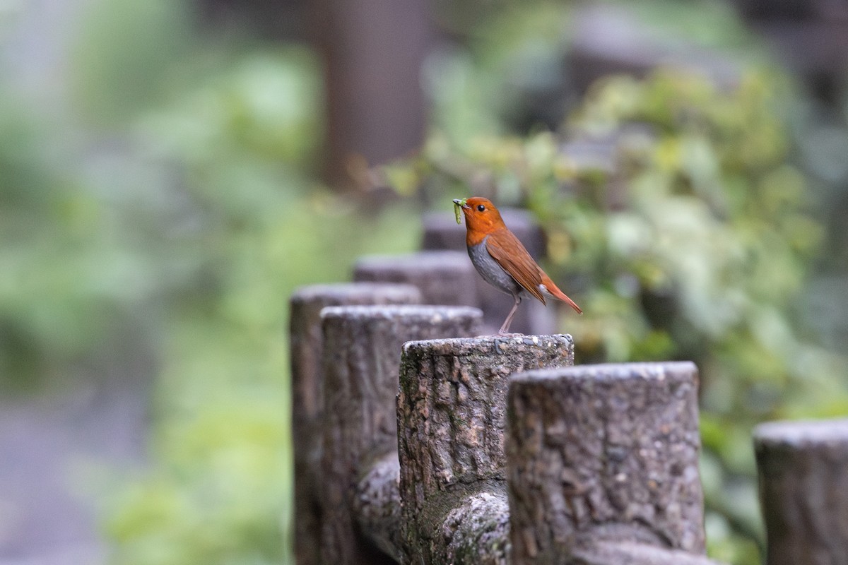 Izu Robin - ML574299731