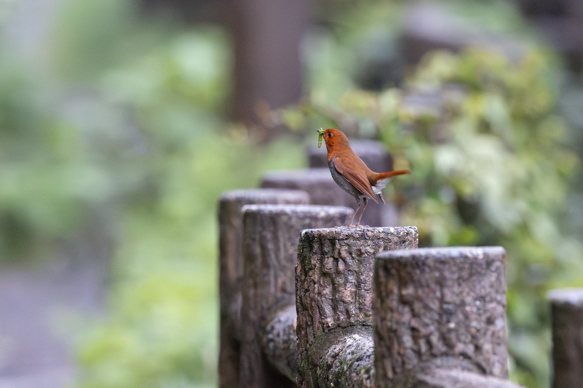 Izu Robin - ML574299741