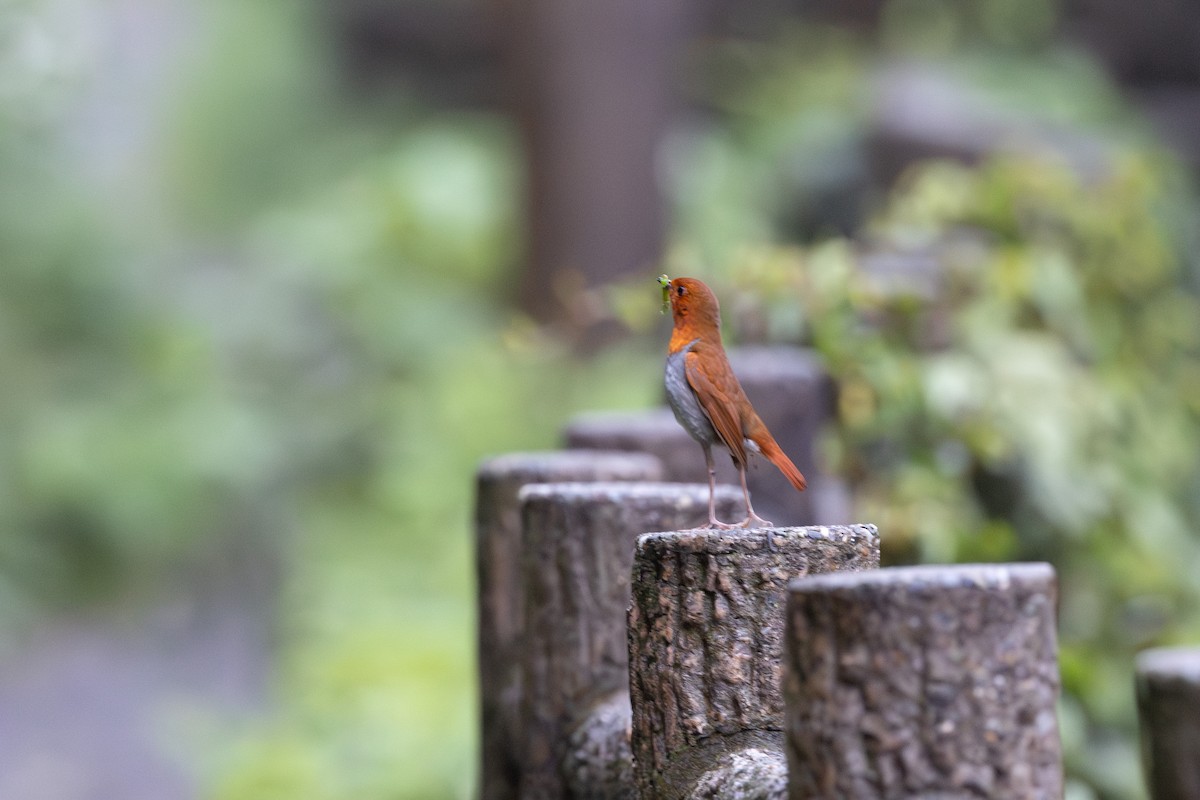 Izu Robin - ML574299751