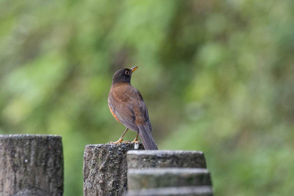 Izu Thrush - ML574299851