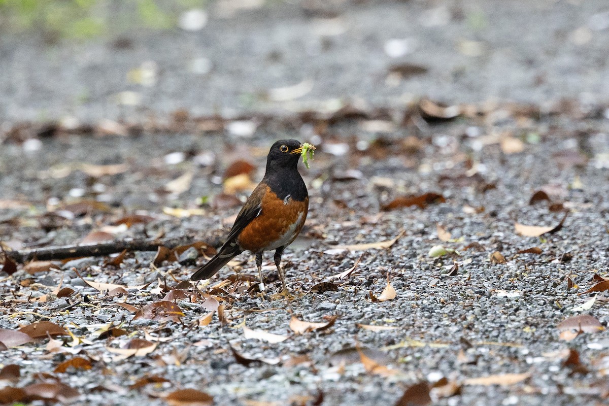 Izu Thrush - ML574299861