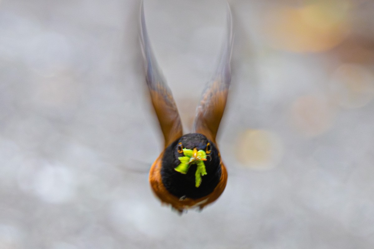 Izu Thrush - ML574299871