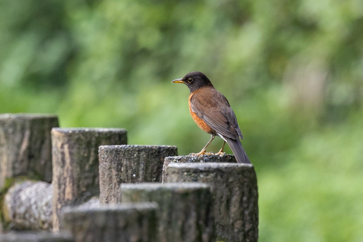 Izu Thrush - ML574299881