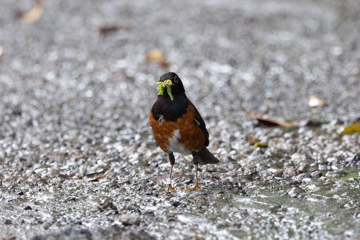 Izu Thrush - ML574299891