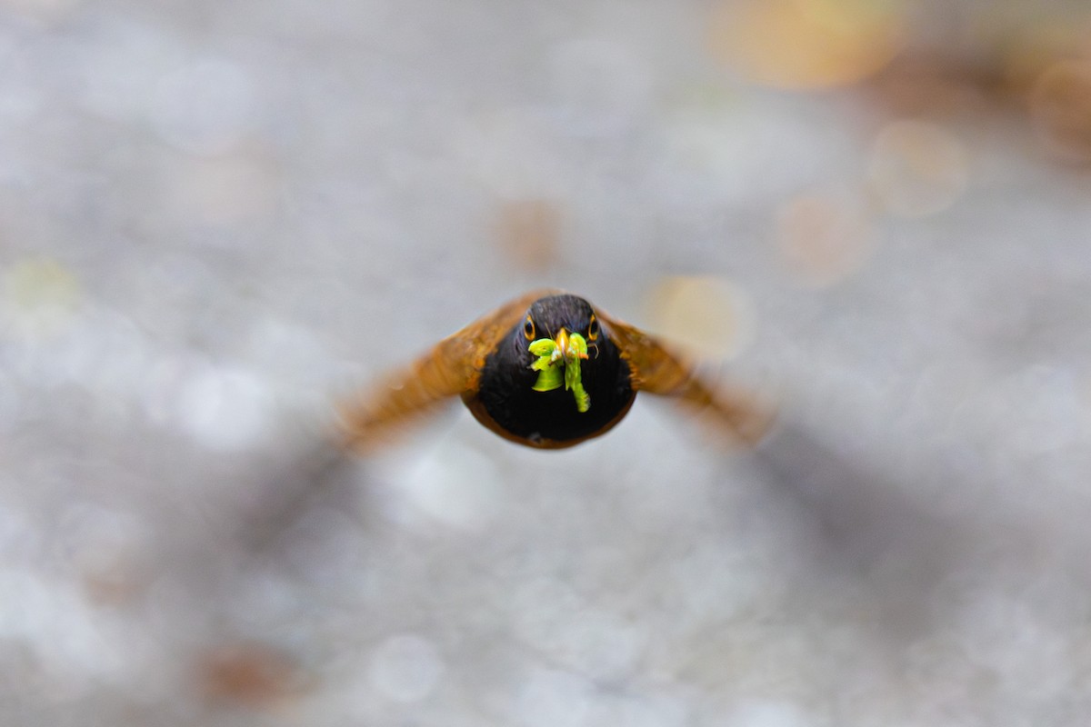 Izu Thrush - ML574299901