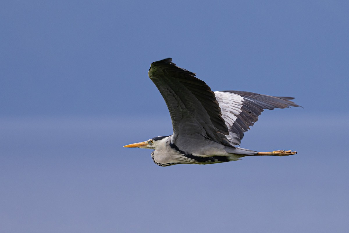 Gray Heron - ML574299931