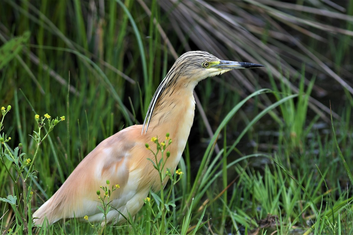 volavka vlasatá - ML574300001