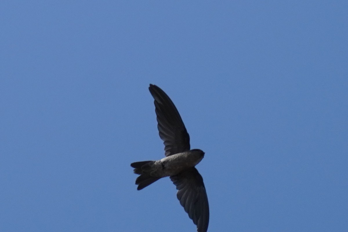 Drab Swiftlet - ML574300161