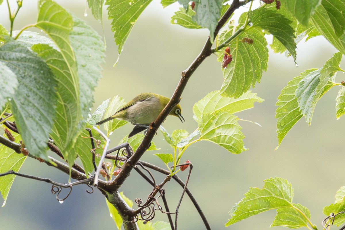 Warbling White-eye - ML574300351