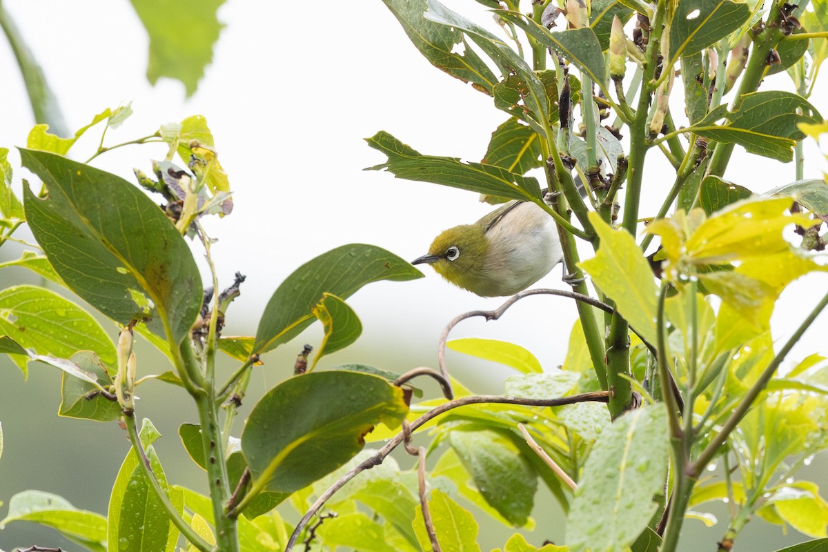 Warbling White-eye - ML574300361