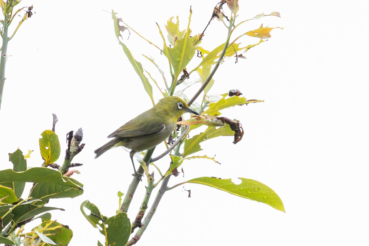 Warbling White-eye - ML574300371