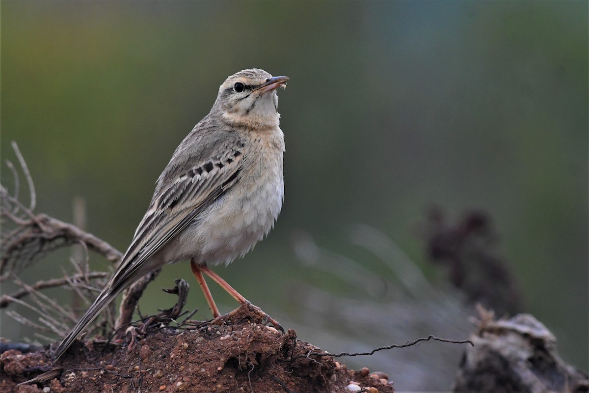 linduška úhorní - ML574300941