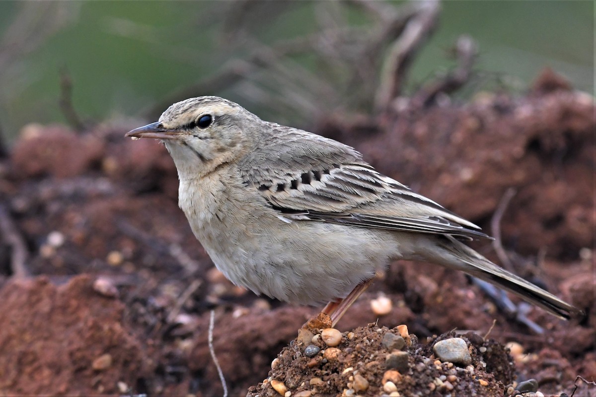 linduška úhorní - ML574301291
