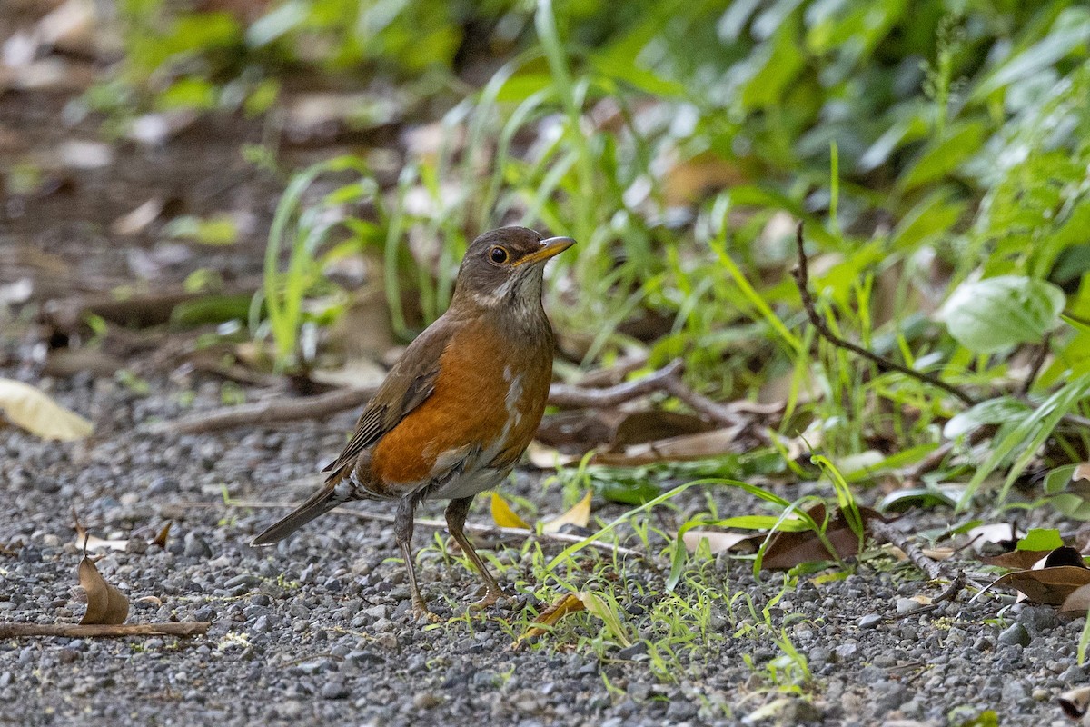 Izu Thrush - ML574301391