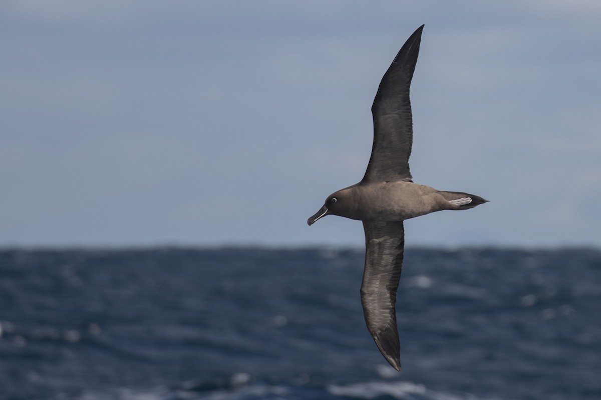 Sooty Albatross - ML574302931