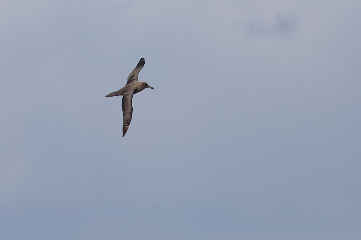 Sooty Albatross - ML574302961