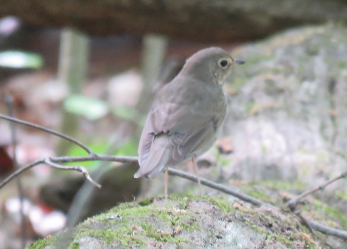 Swainson's Thrush - ML57430301