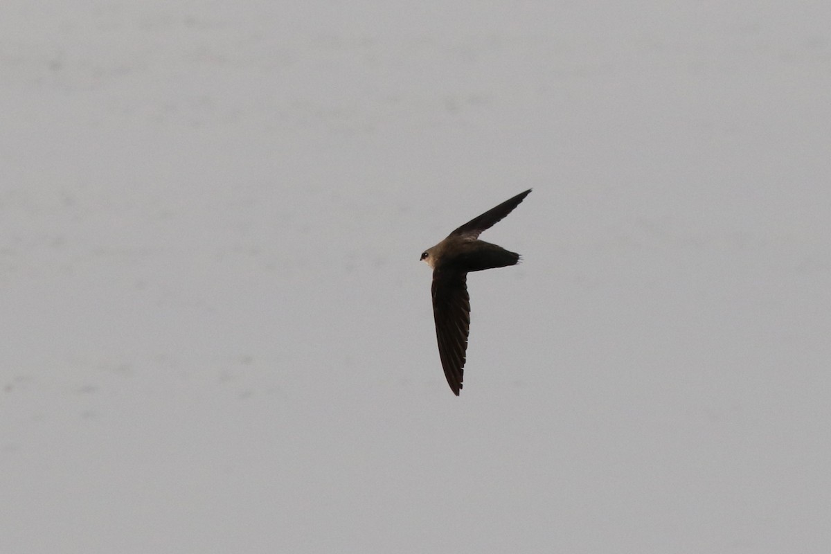 Chimney Swift - ML574303281