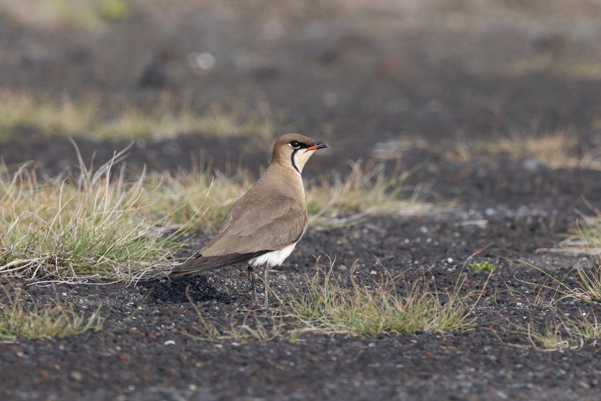 Oriental Pratincole - ML574304561