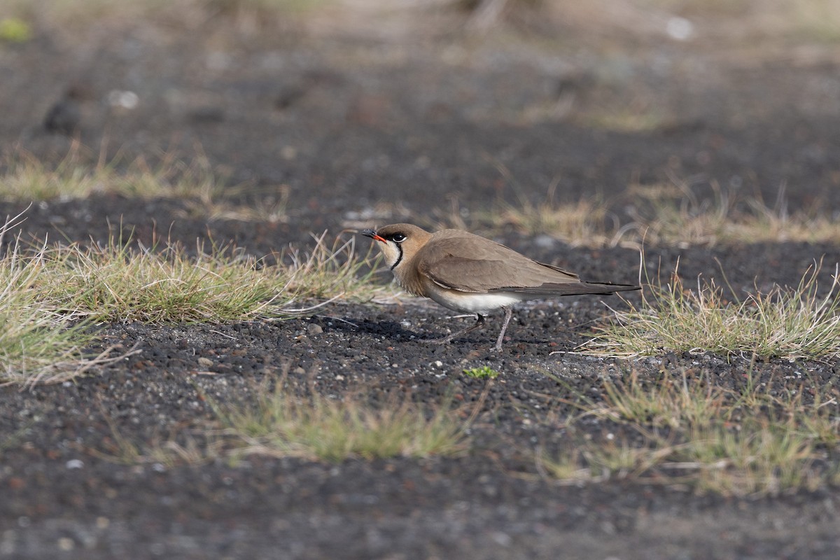 Oriental Pratincole - ML574304571