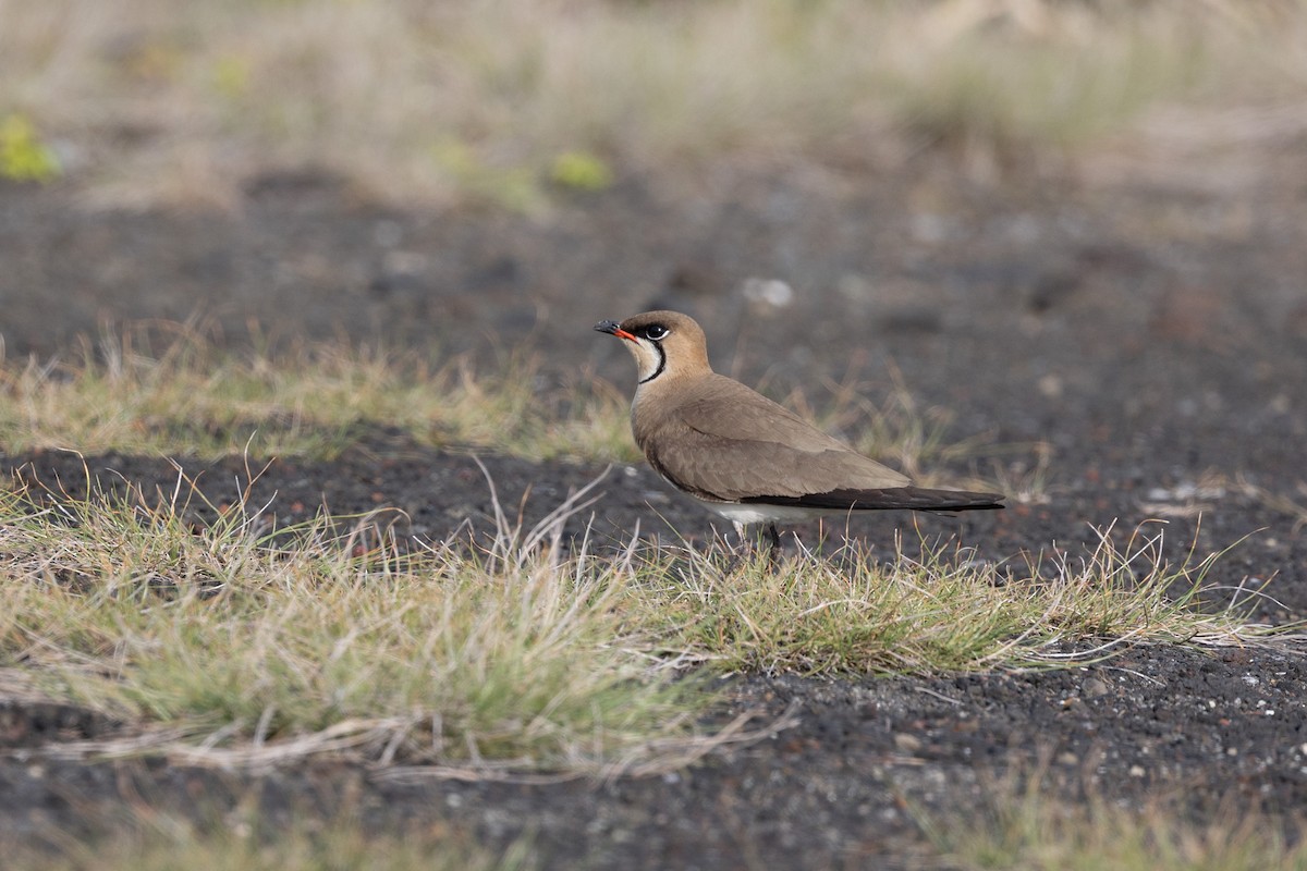 Oriental Pratincole - ML574304581