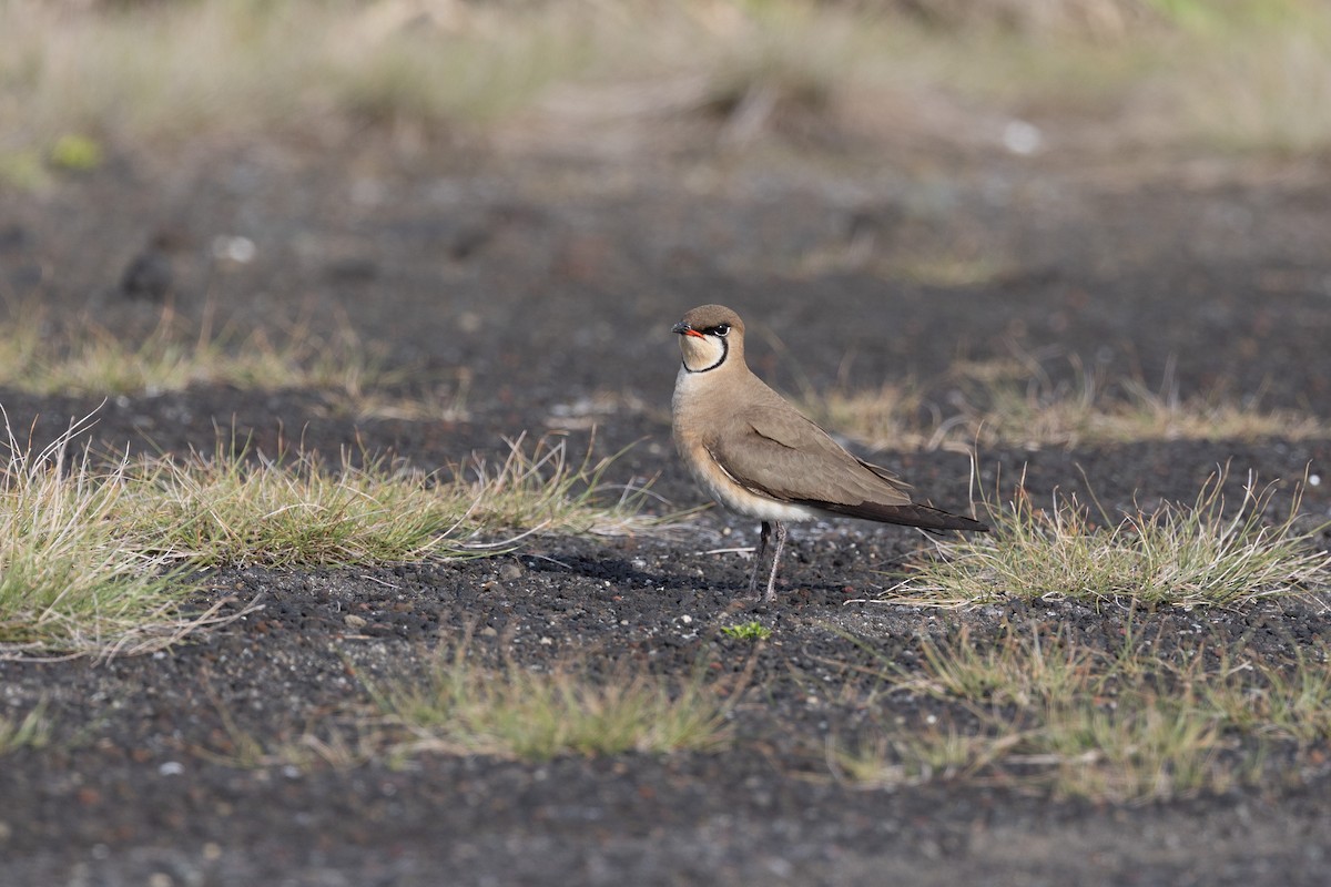 Oriental Pratincole - ML574304591