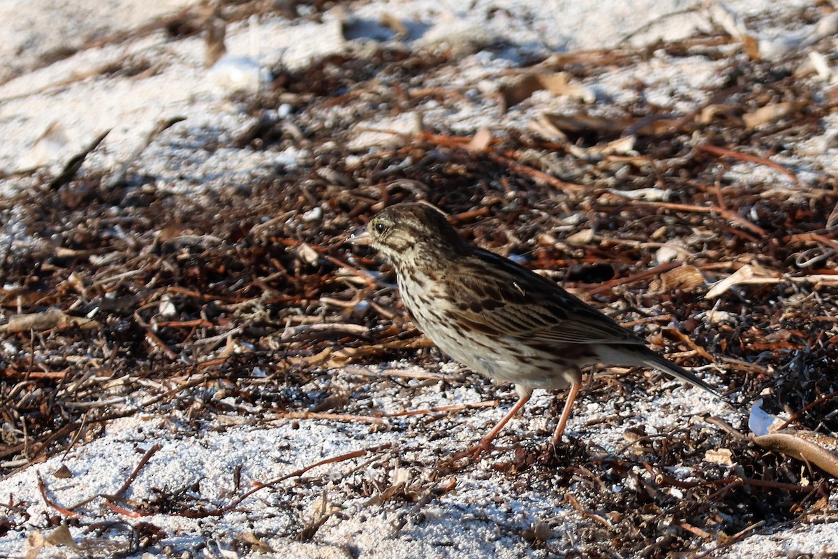 Savannah Sparrow - ML574304741