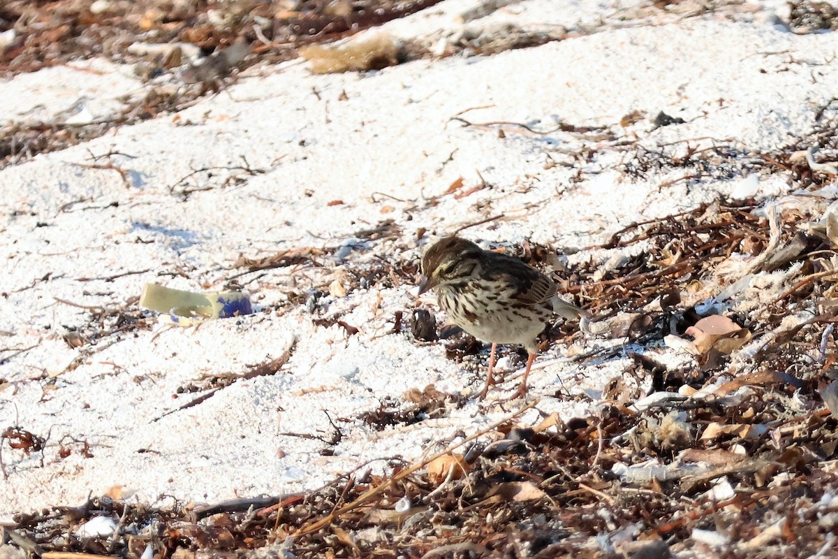Savannah Sparrow - ML574304751