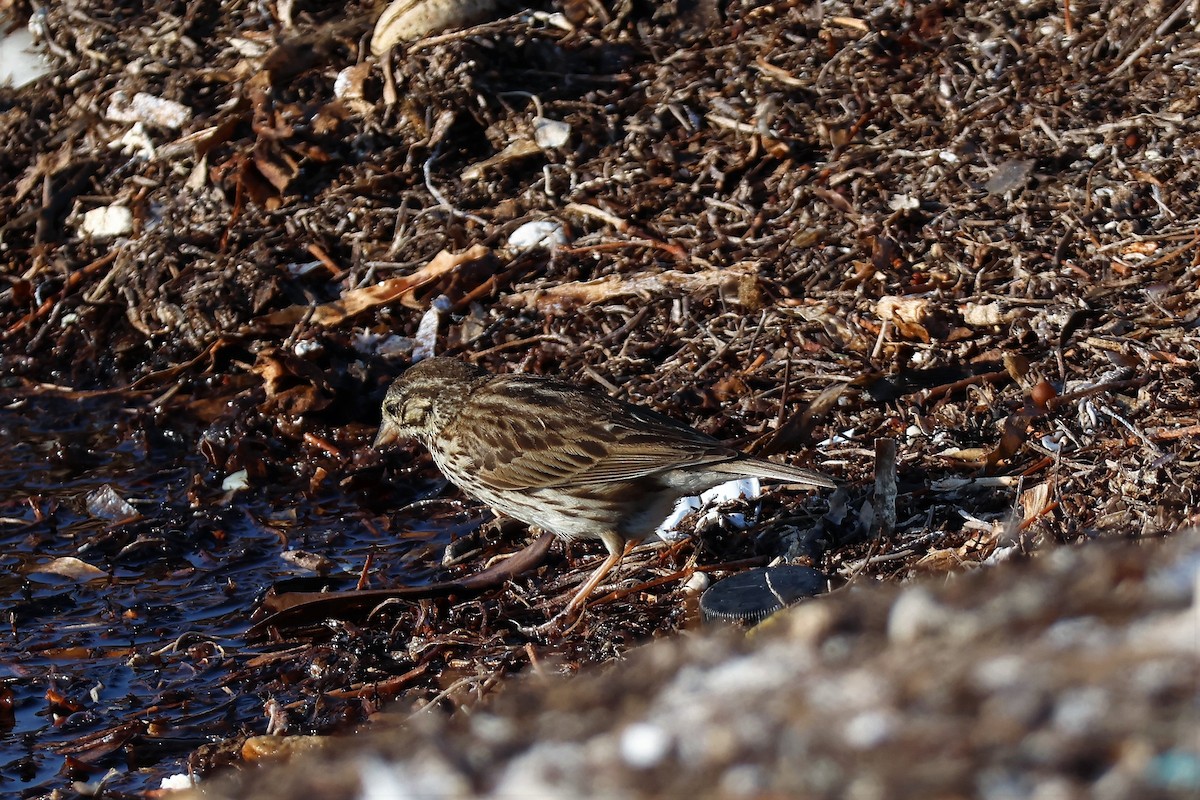 Savannah Sparrow - ML574304761