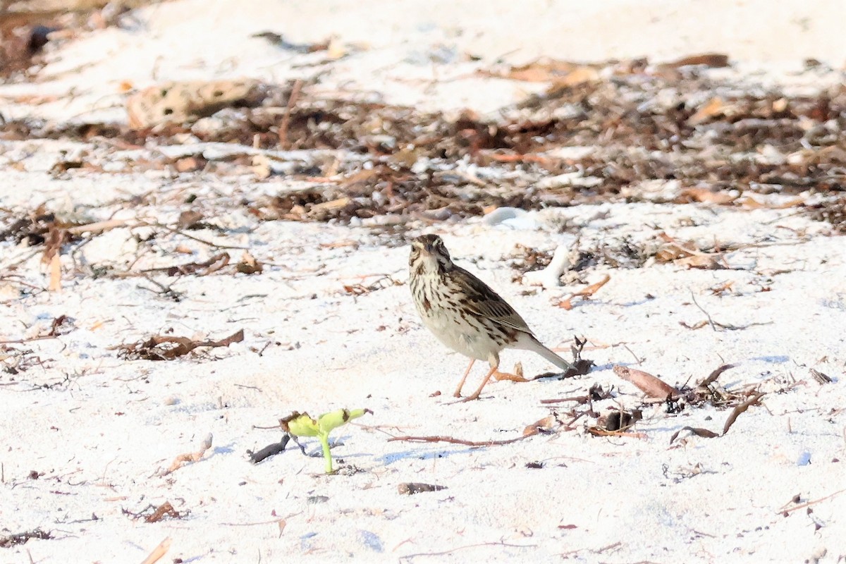 Savannah Sparrow - ML574304771