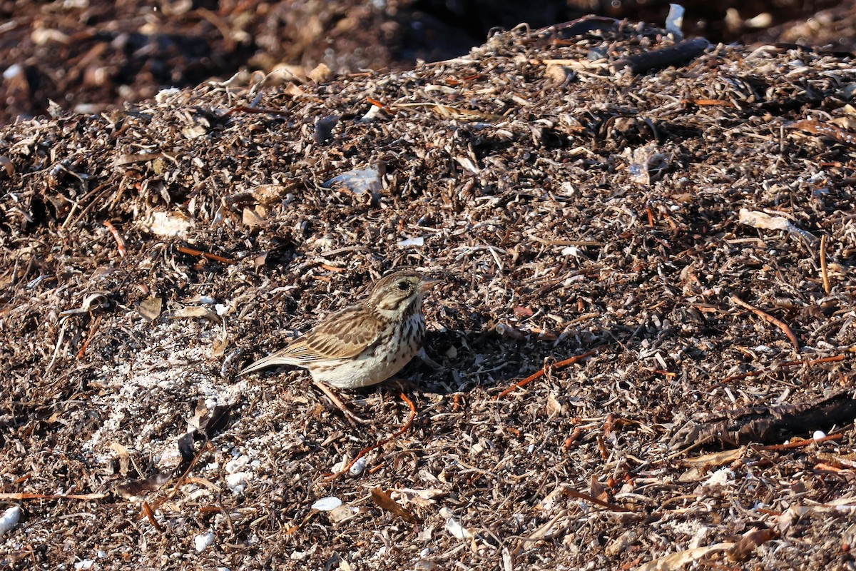 Savannah Sparrow - ML574304781