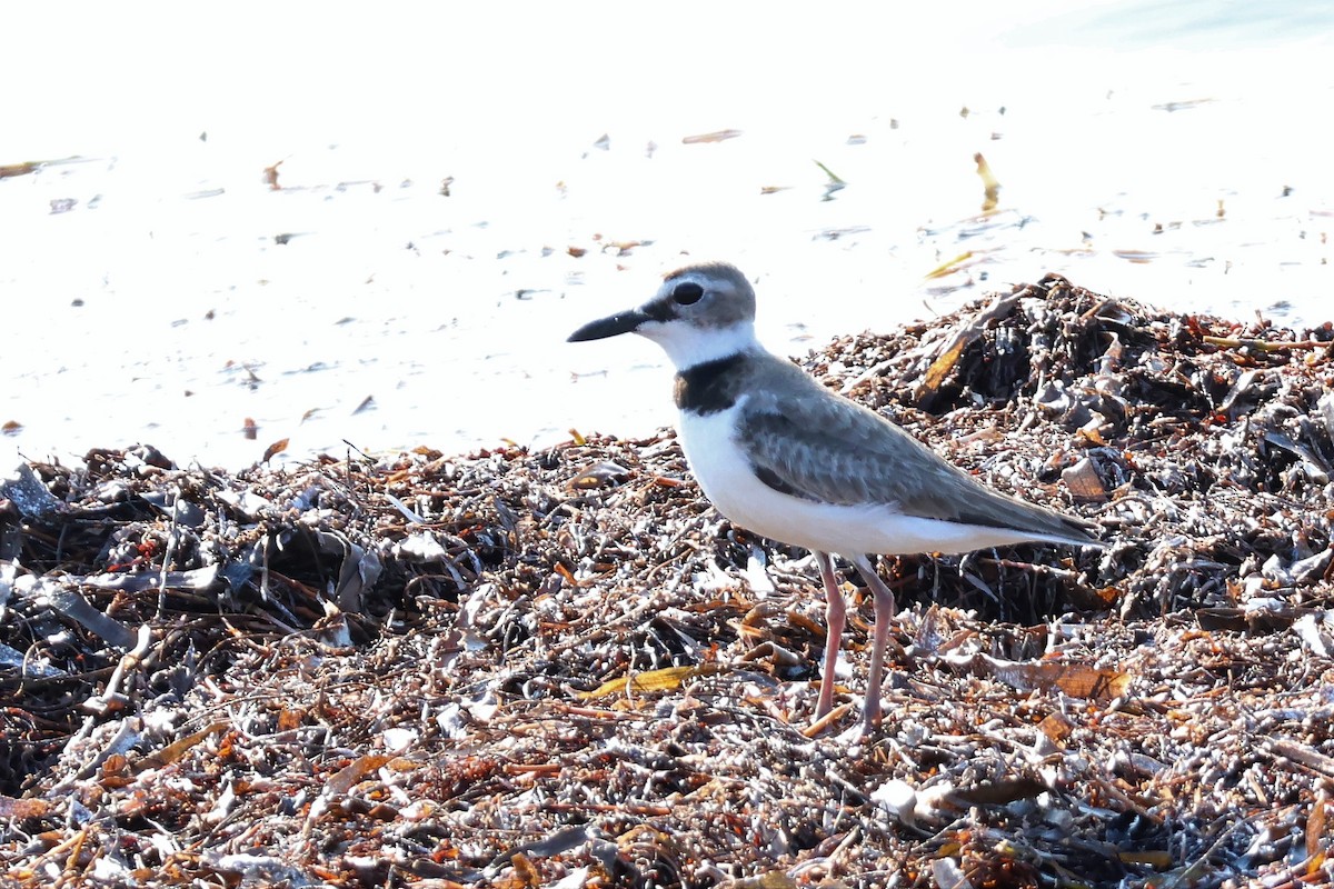 Wilson's Plover - ML574305041