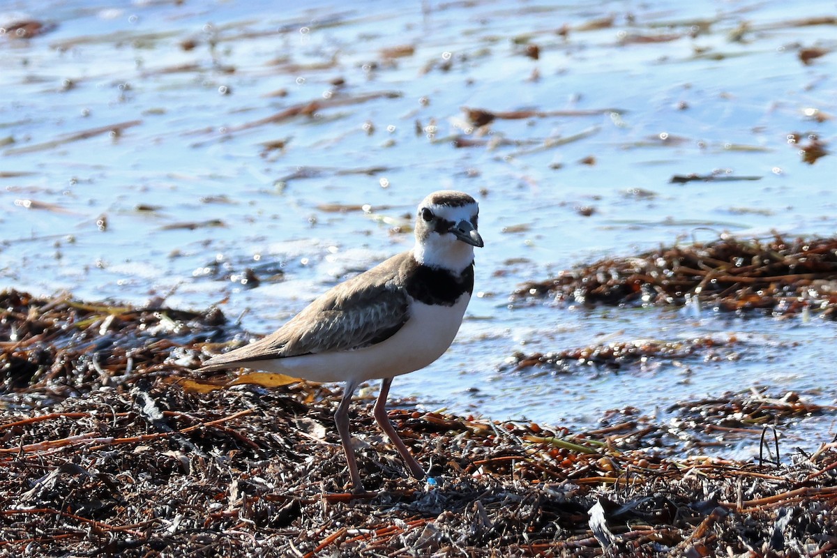 Wilson's Plover - ML574305051