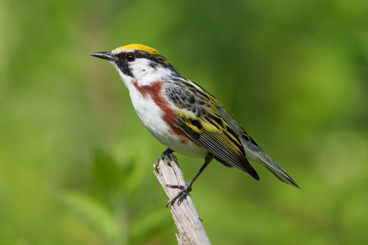 Chestnut-sided Warbler - ML574305081