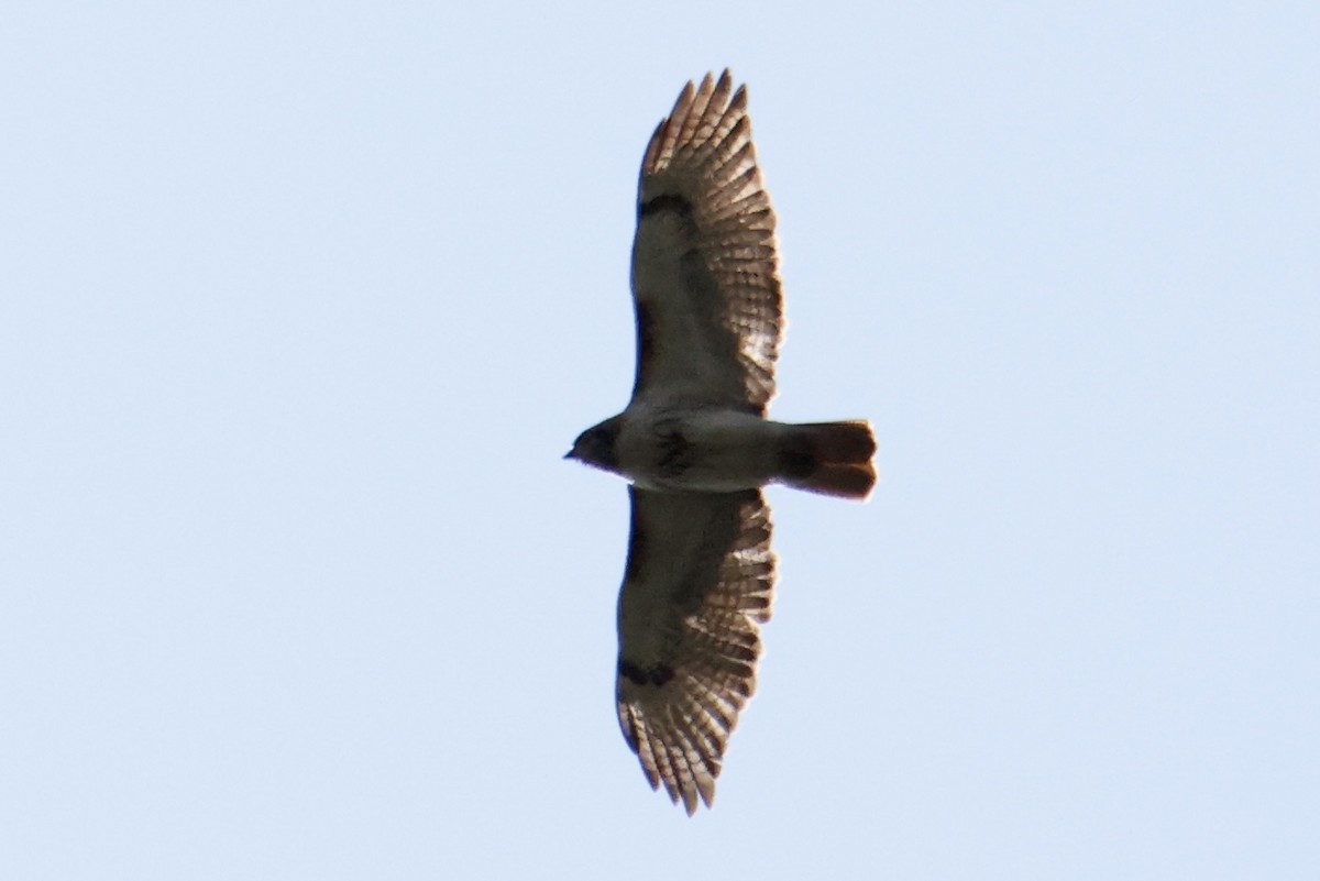 Red-tailed Hawk - ML574306601