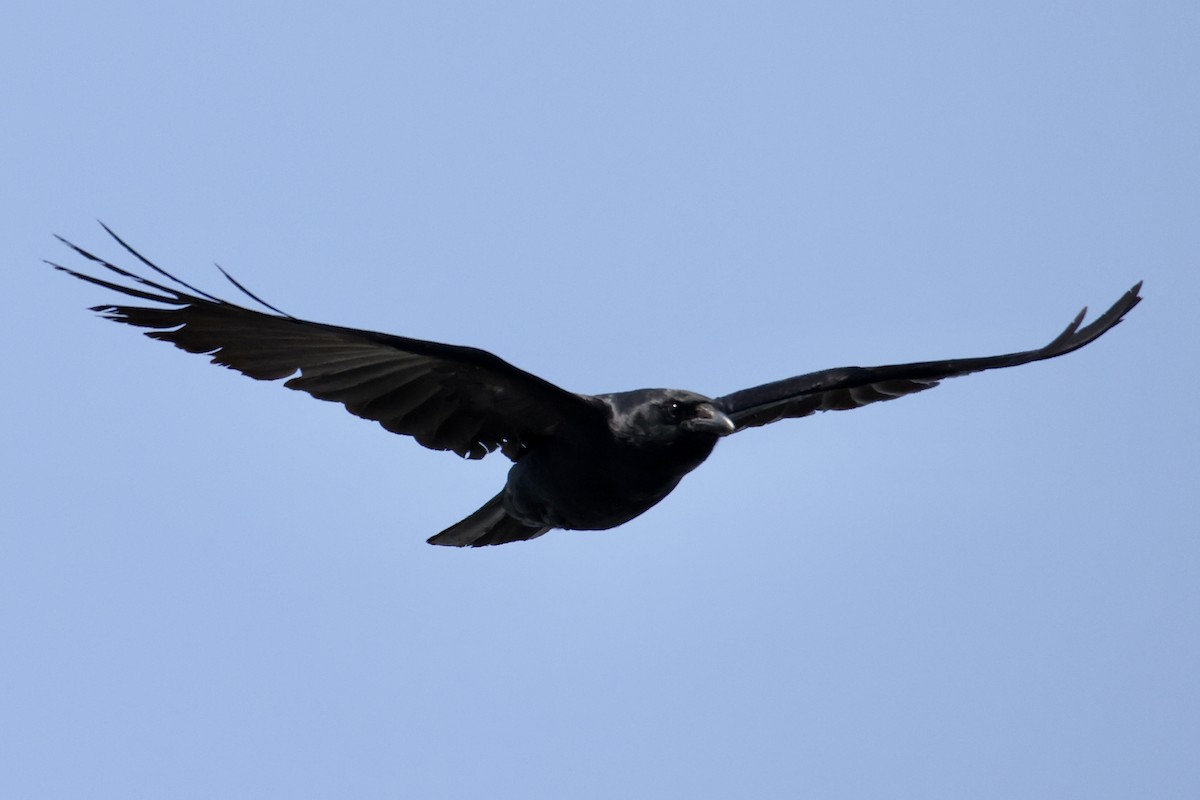 Fish Crow - ML574306801