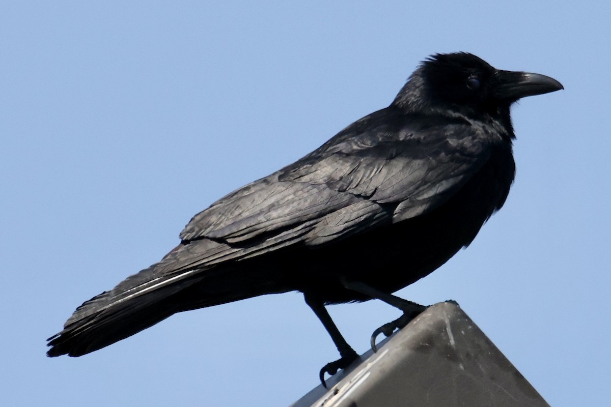 Fish Crow - ML574306811