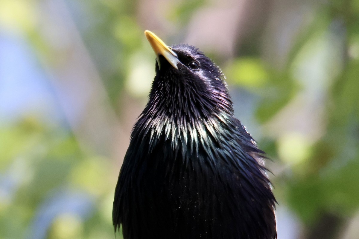 European Starling - ML574306961