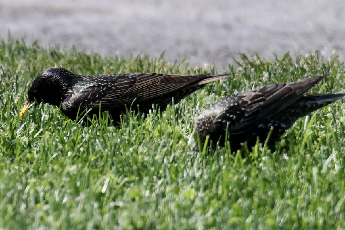 European Starling - ML574306981