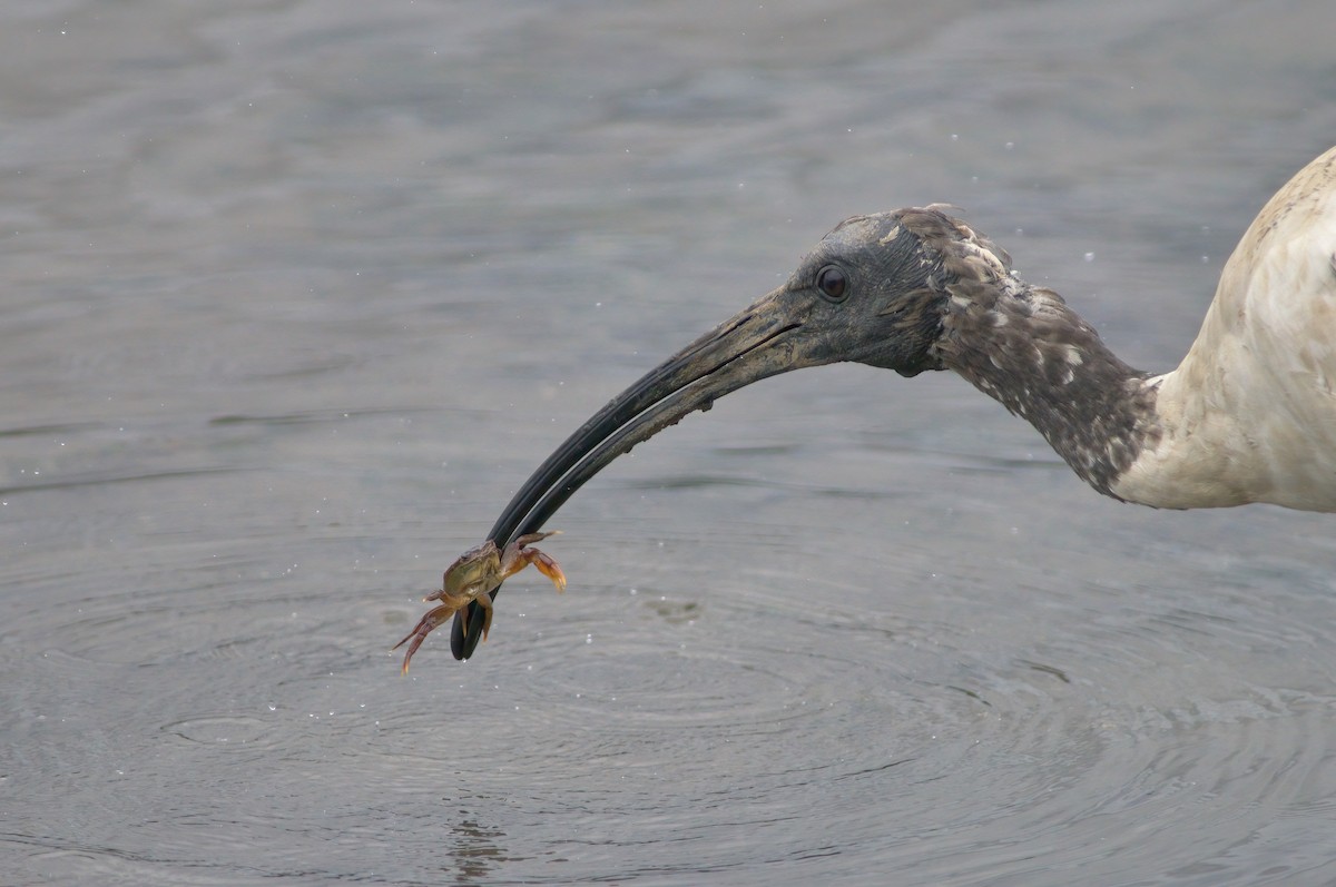 Australian Ibis - ML574307011