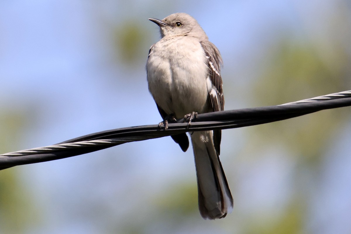 Northern Mockingbird - ML574307081