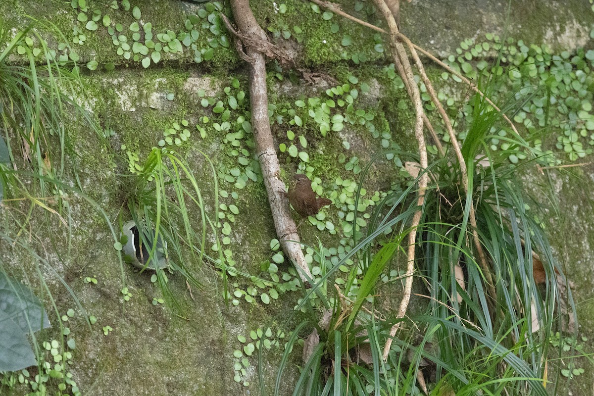 Eurasian Wren - ML574307121