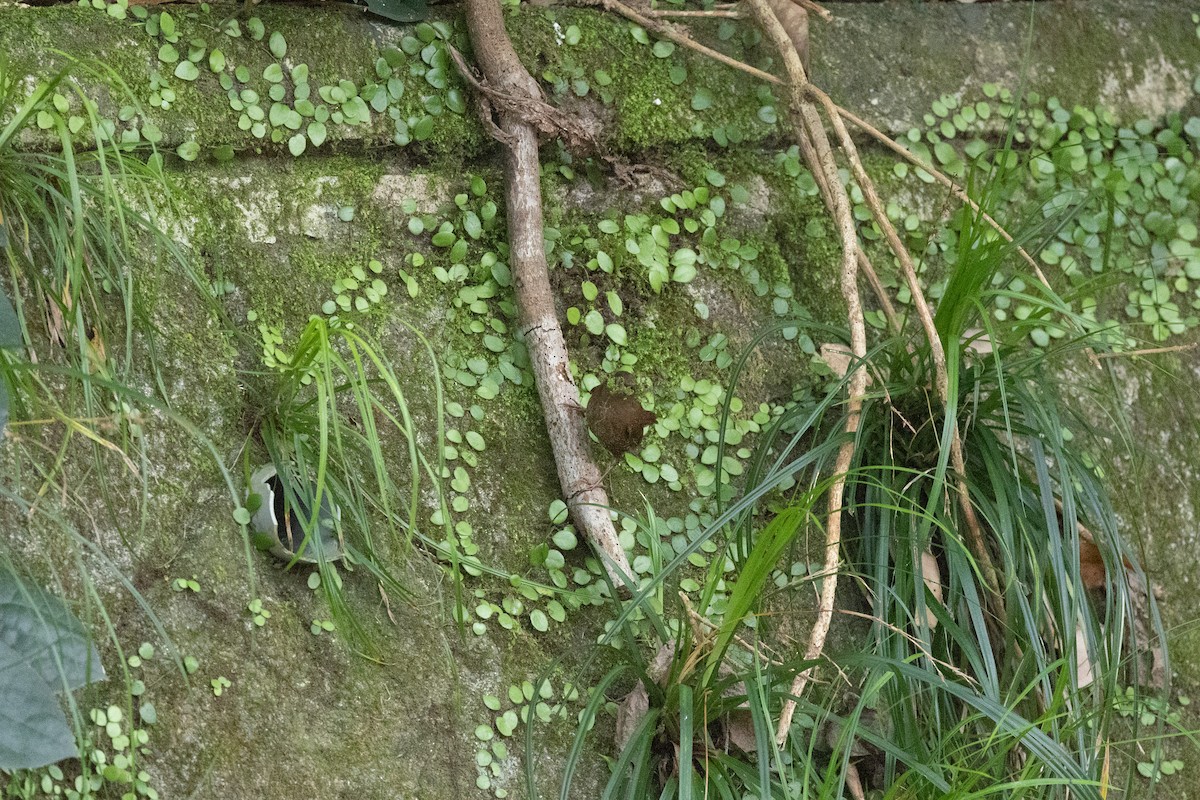 Eurasian Wren - ML574307131