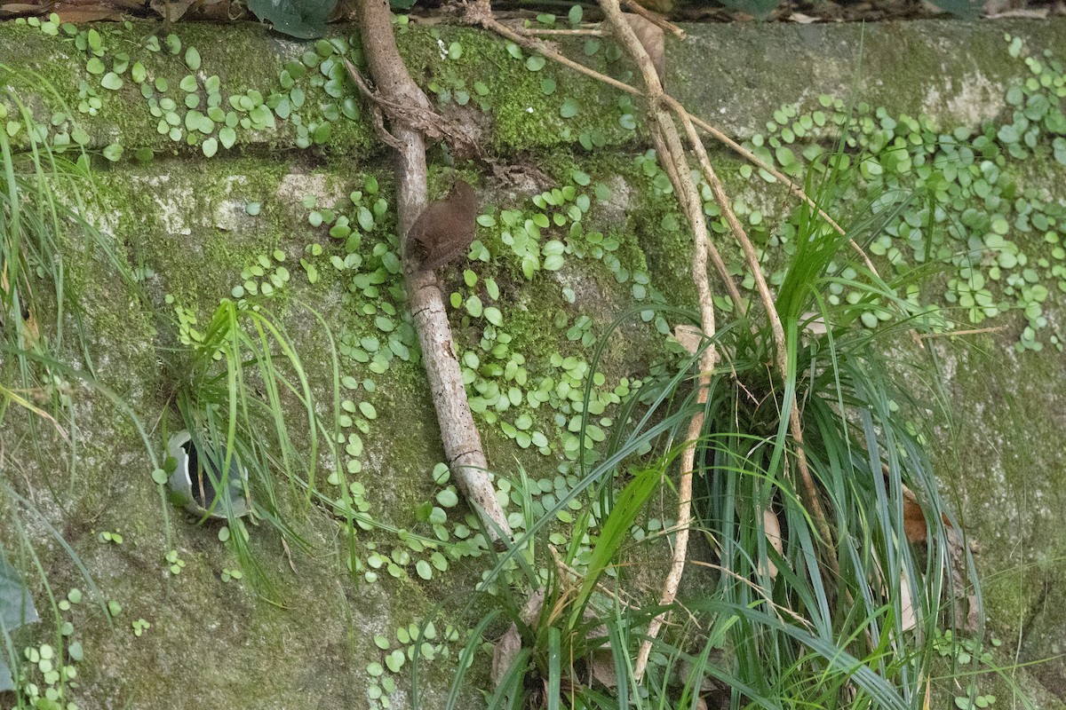 Eurasian Wren - ML574307141