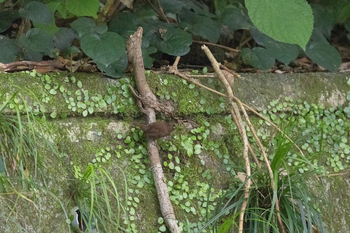 Eurasian Wren - ML574307151