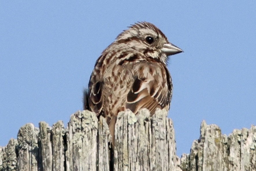 Song Sparrow - ML574307251